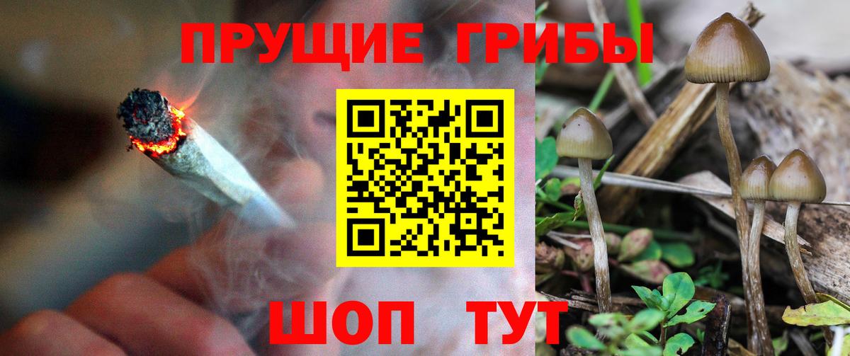 Псилоцибиновые грибы Psilocybine cubensis Кыштым